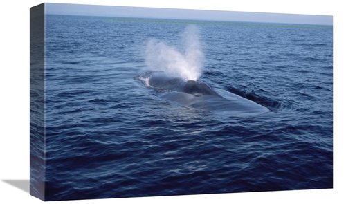 Global Gallery GCS-450603-1218-142 12 x 18 in. Blue Whale Spouting&#44