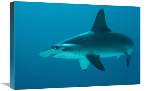 Global Gallery GCS-450747-1624-142 16 x 24 in. Scalloped Hammerhead Sh