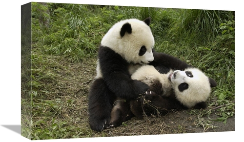 Global Gallery GCS-395889-1218-142 12 x 18 in. Giant Panda Cubs Playin