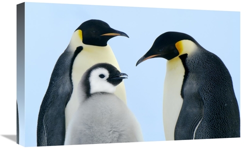 Global Gallery GCS-398271-1624-142 16 x 24 in. Emperor Penguin Family&