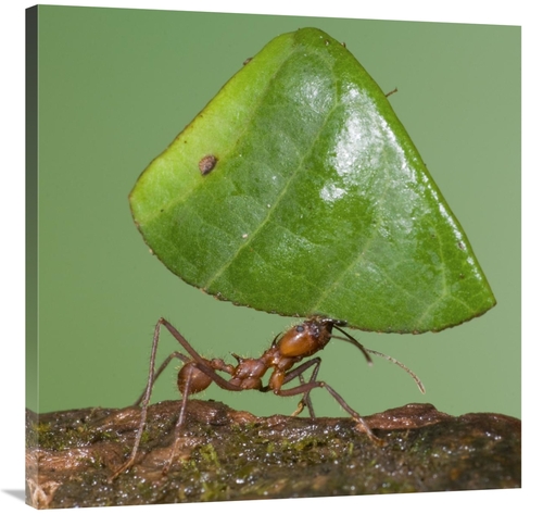 Global Gallery GCS-397302-3636-142 36 x 36 in. Leafcutter Ant Carrying