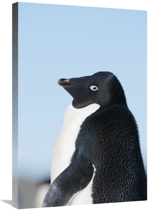 Global Gallery GCS-395605-2030-142 20 x 30 in. Adelie Penguin, Pry