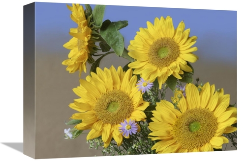 Global Gallery GCS-452237-1216-142 12 x 16 in. Common Sunflower & Aste