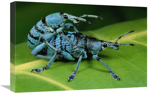 Global Gallery GCS-450984-1624-142 16 x 24 in. True Weevil Pair Mating