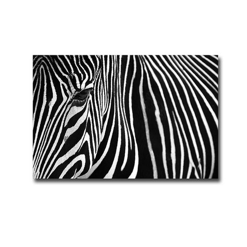 Artistic Home Gallery 1218J558IG Zebra in The Lisbon Zoo by Andy Mumfo