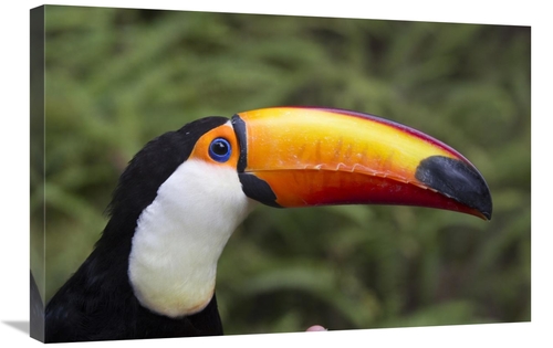 Global Gallery GCS-398140-2030-142 20 x 30 in. Toco Toucan, Native