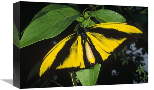 Global Gallery GCS-452345-1218-142 12 x 18 in. Goliath Birdwing Butter