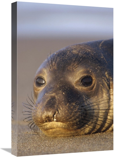 Global Gallery GCS-396458-1624-142 16 x 24 in. Northern Elephant Seal 