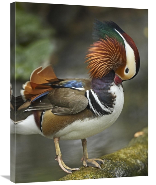 Global Gallery GCS-396467-2432-142 24 x 32 in. Mandarin Duck Male Pree