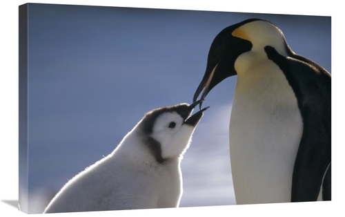 Global Gallery GCS-451125-2030-142 20 x 30 in. Emperor Penguin Parent 