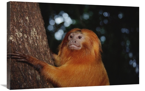 Global Gallery GCS-451482-2436-142 24 x 36 in. Golden Lion Tamarin&#44