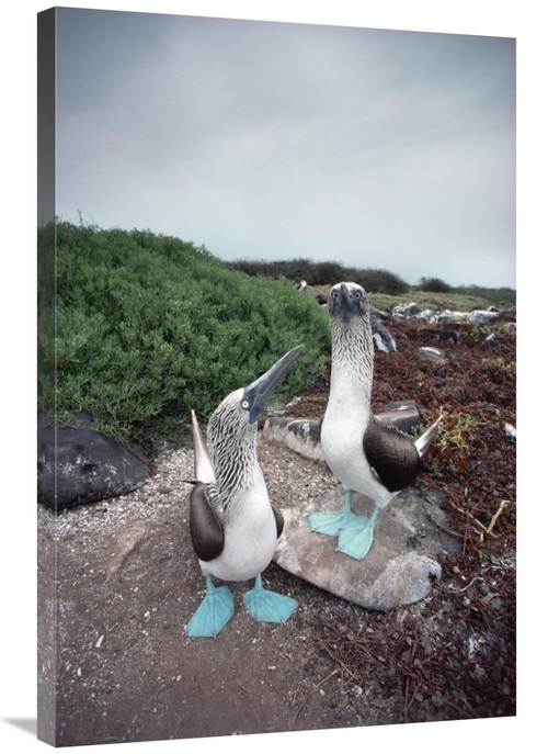 Global Gallery GCS-451782-2436-142 24 x 36 in. Blue-Footed Booby Pair 