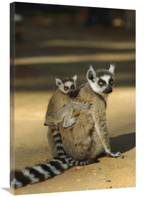 Global Gallery GCS-452647-2436-142 24 x 36 in. Ring-Tailed Lemur Baby 