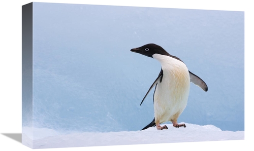 Global Gallery GCS-395833-1218-142 12 x 18 in. Adelie Penguin on Icebe