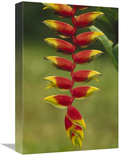 Global Gallery GCS-452863-1218-142 12 x 18 in. Hanging Heliconia Bloom