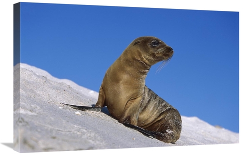 Global Gallery GCS-451838-2030-142 20 x 30 in. Galapagos Sea Lion Pup&