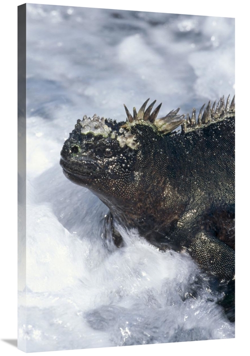 Global Gallery GCS-451391-2436-142 24 x 36 in. Marine Iguana in Surf&#