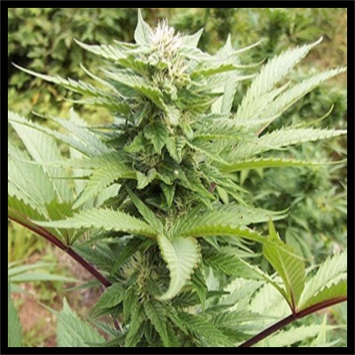 3 Inch Cloth Patch Yes This Is Dope Cannabis Marihuana