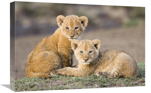 Global Gallery GCS-395865-1624-142 16 x 24 in. African Lion Four to Fi