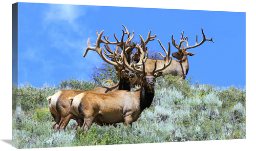 Global Gallery GCS-486594-36-142 36 in. The Mens Club Art Print - Vic 