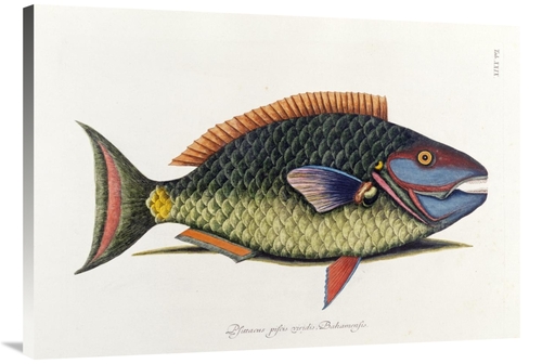 Global Gallery GCS-267839-40-142 40 in. The Parrot Fish Art Print - Ma