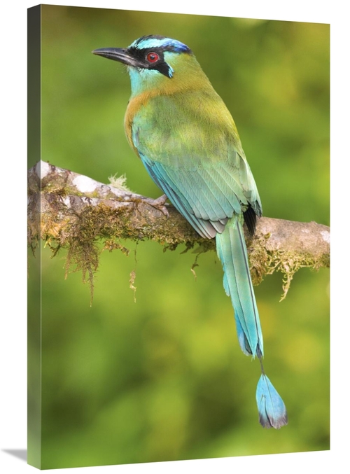 Global Gallery GCS-397277-2030-142 20 x 30 in. Blue-Crowned Motmot&#44