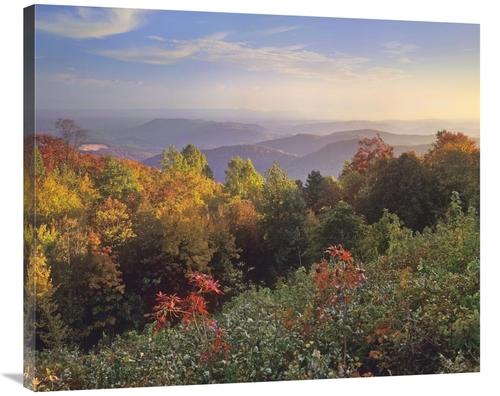 Global Gallery GCS-397040-36-142 36 in. Deciduous Forest in Autumn,