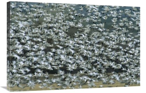 Global Gallery GCS-453283-2436-142 24 x 36 in. Snow Goose Flock Flying