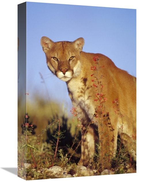 Global Gallery GCS-396252-1218-142 12 x 18 in. Mountain Lion or Cougar