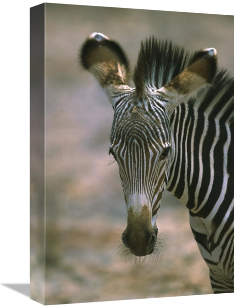 Global Gallery GCS-398467-1218-142 12 x 18 in. Grevys Zebra Foal, 