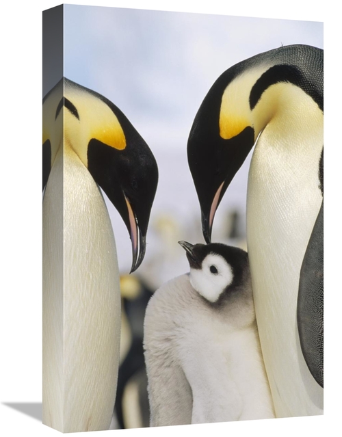 Global Gallery GCS-452375-1218-142 12 x 18 in. Emperor Penguin Parents