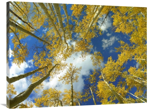 Global Gallery GCS-396928-3040-142 30 x 40 in. Looking Up at Blue Sky 