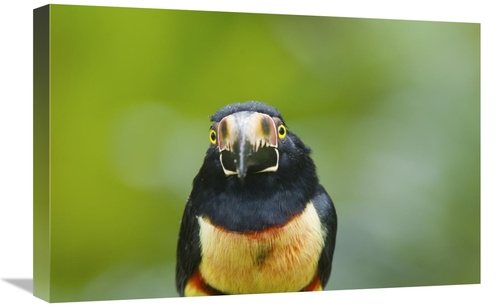 Global Gallery GCS-397261-1624-142 16 x 24 in. Collared Aracari, C