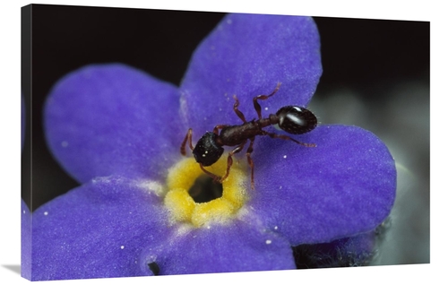 Global Gallery GCS-451006-2436-142 24 x 36 in. Ant with Pollen Enters 