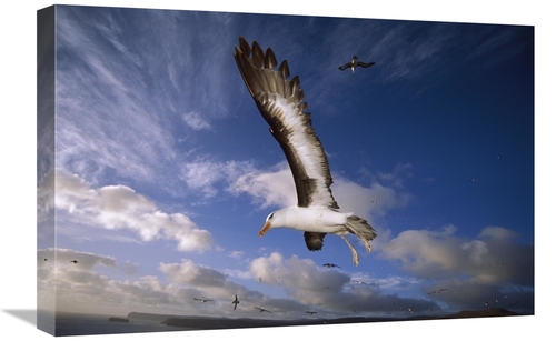 Global Gallery GCS-451820-1624-142 16 x 24 in. Campbell Albatross Juve