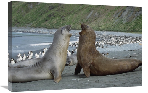 Global Gallery GCS-452455-2030-142 20 x 30 in. Southern Elephant Seal 