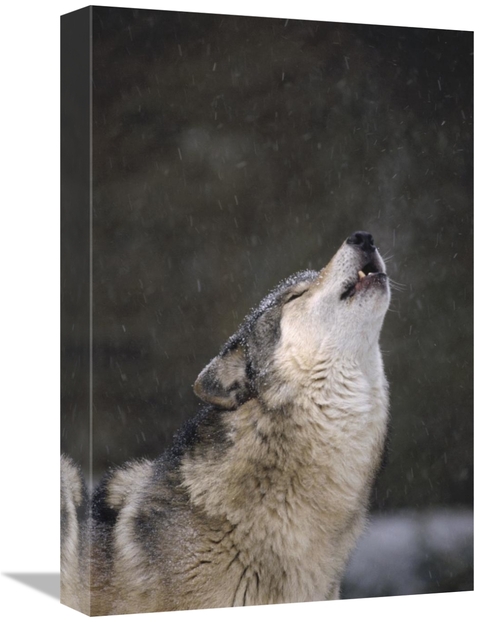 Global Gallery GCS-452805-1218-142 12 x 18 in. Timber Wolf Howling&#44