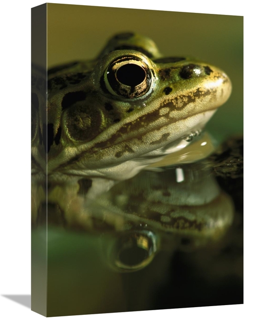 Global Gallery GCS-453374-1218-142 12 x 18 in. Northern Leopard Frog&#