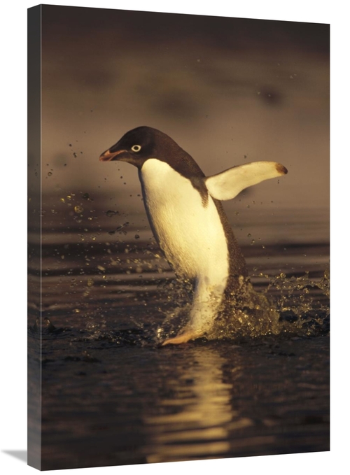 Global Gallery GCS-451260-2030-142 20 x 30 in. Adelie Penguin Commutin