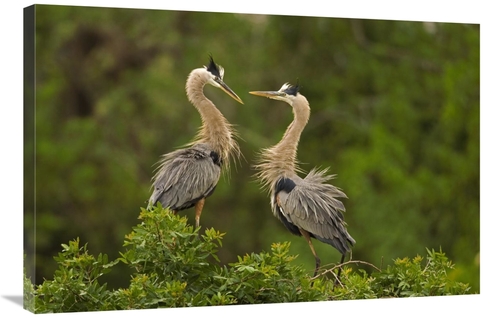 Global Gallery GCS-453345-2436-142 24 x 36 in. Great Blue Heron Pair I