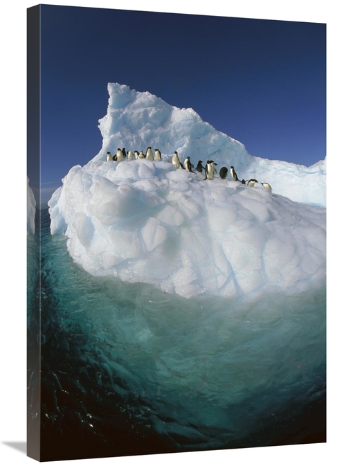 Global Gallery GCS-397788-2030-142 20 x 30 in. Adelie Penguin Group Ri