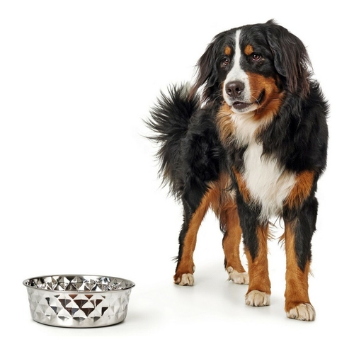 Dog Feeder Hunter Namy Silver Stainless steel Elegant (20,4 x 24,3 x