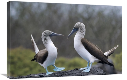 Global Gallery GCS-451379-2030-142 20 x 30 in. Blue-Footed Booby Pair 