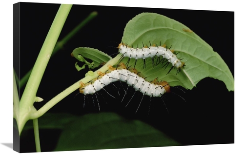 Global Gallery GCS-450979-2030-142 20 x 30 in. Tiger Longwing Caterpil