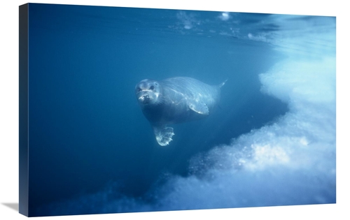 Global Gallery GCS-450930-2030-142 20 x 30 in. Bearded Seal Underwater