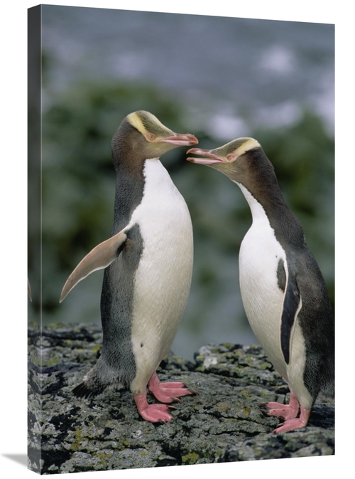 Global Gallery GCS-452458-2030-142 20 x 30 in. Yellow-Eyed Penguins Co