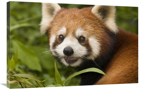 Global Gallery GCS-453021-2436-142 24 x 36 in. Lesser Panda Portrait&#