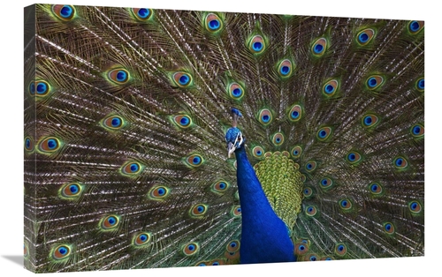 Global Gallery GCS-396939-2030-142 20 x 30 in. Indian Peafowl Male wit