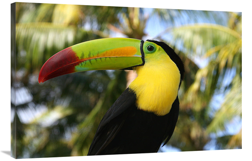 Global Gallery GCS-486638-40-142 40 in. Tucan Art Print - Vic Schendel