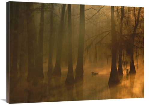 Global Gallery GCS-396835-3040-142 30 x 40 in. Mallard Pair in Cypress